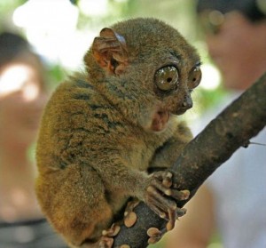 This lemur is fascinated. "Tell me more, O Wizard!"